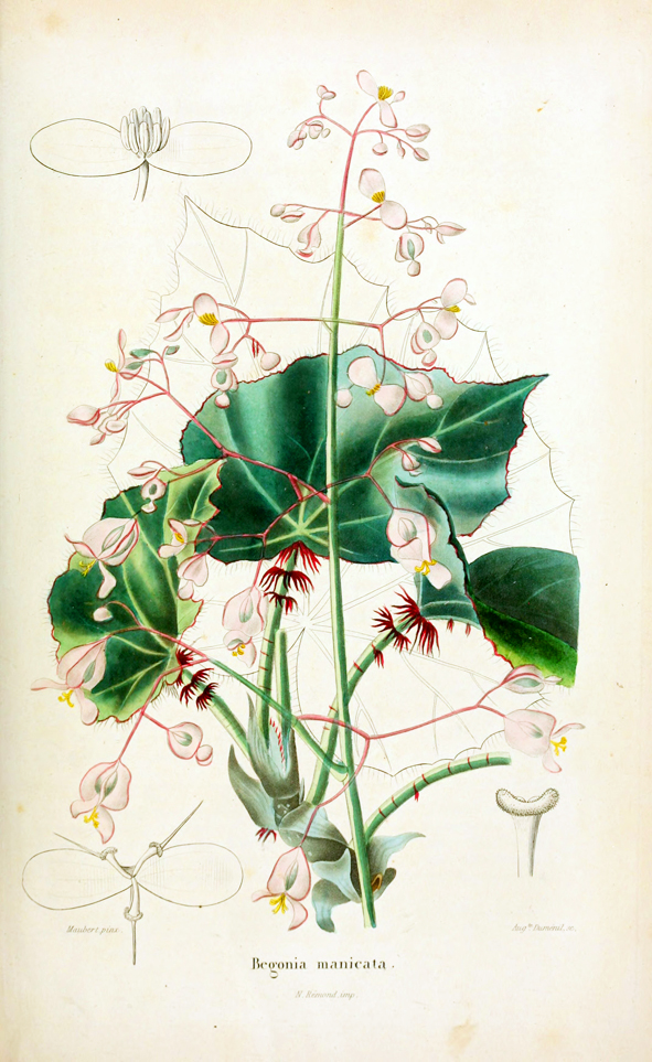 Begonia Manicata (Amérique)
